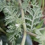 Anthemis arvensis Blad