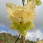 Gladiolus dalenii Floare