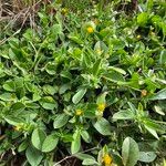 Anthyllis circinnata 形態