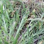 Plantago coronopus Leht