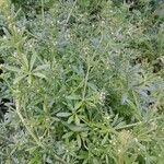 Galium aparine عادت داشتن