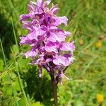 Dactylorhiza majalisCvet