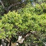 Nothofagus codonandra Hábito