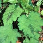 Rubus alceifolius Liść