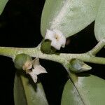 Diospyros discolor Fruit