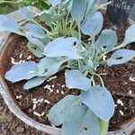 Mertensia maritima Φύλλο