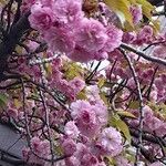 Prunus serrulata ᱵᱟᱦᱟ