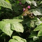 Rubus odoratus Blatt