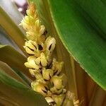 Chlorophytum orchidastrum Fruit