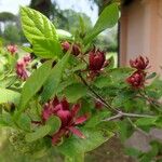 Calycanthus floridusCvet