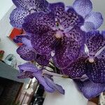 Vanda coerulescens Flors