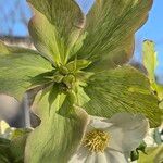 Helleborus niger Virág