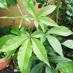 Casimiroa sapota Leaf