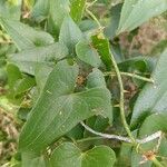 Smilax aspera Ліст