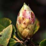 Rhododendron morii Diğer