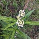 Asclepias incarnataFlower