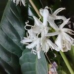 Coffea arabicaBloem