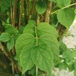 Philadelphus coronariusList