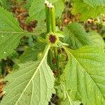 Hyptis capitata Blatt