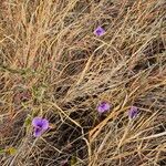 Vigna frutescens Habitus