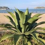 Agave shaferi Blad