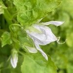 Campanula lactiflora Blodyn