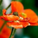 Papaver argemone Flower