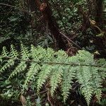 Asplenium hypomelas Leaf