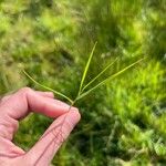 Panicum repens Leaf