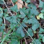 Hedera hibernica Hostoa