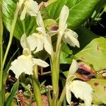 Roscoea cautleyoides