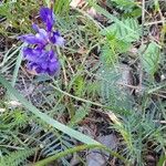 Vicia onobrychioides Hábito