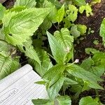 Epilobium roseum Цветок