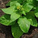 Nicotiana rustica Leaf