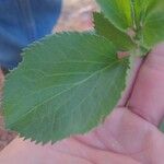 Sambucus cerulea Leaf