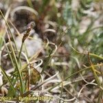 Carex rupestris Habit