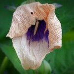 Nicandra physalodes Blomst