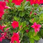 Mandevilla sanderi Blomst