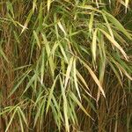 Pleioblastus linearis Hoja