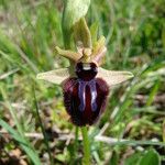 Ophrys incubacea Blomma