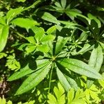 Galium odoratum Leaf