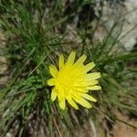 Scorzonera aristata 花