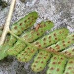 Dryopteris erythrosora Fruit