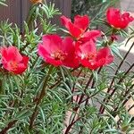 Portulaca grandifloraᱵᱟᱦᱟ