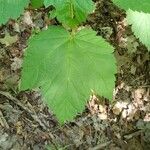 Acer spicatum برگ