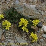 Brassica repanda Habitat