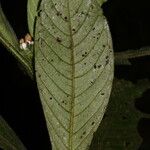 Psychotria hexamera Leaf