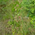 Juncus acutiflorus പുഷ്പം