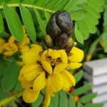 Senna didymobotrya Blüte