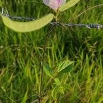 Vigna vexillata Fruto